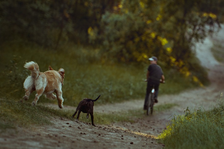 Dog Bites in Florida